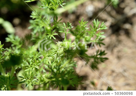 Meriken Tokin Sou 50360098