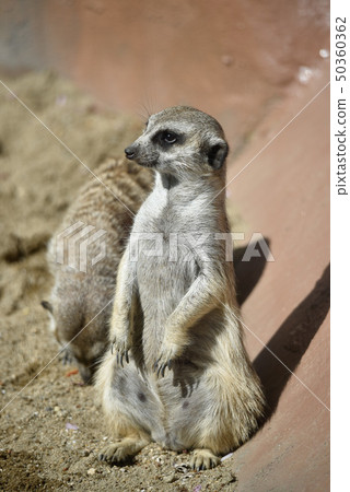 狐獴 狐獴 50360362