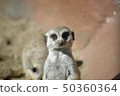 狐獴 50360364