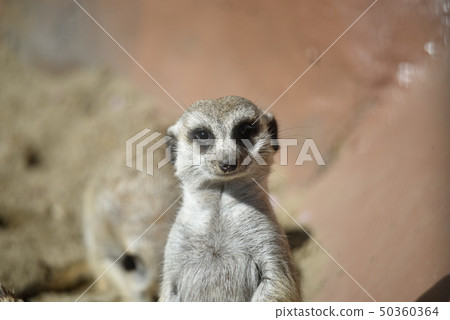 狐獴 狐獴 50360364