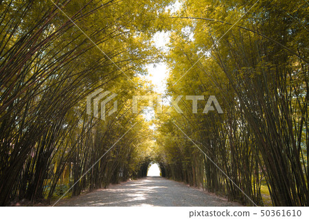 Autumn tone Bamboo forest in thailand Autumn tone Bamboo forest in thailand 50361610