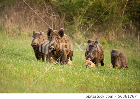 Group of wild boars, sus scrofa, running in spring nature. 50361767