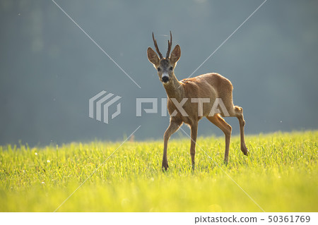 Roe deer, capreolus capreolus, buck in summer. 50361769