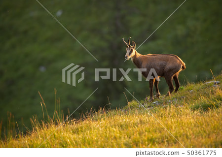 Alpine chamois, rupicapra rupicapra, in the mountains at sunset. Alpine chamois, rupicapra rupicapra, in the mountains at sunset. 50361775