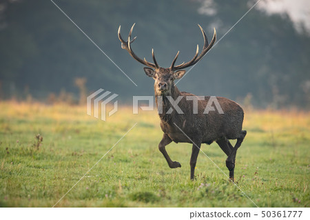 Running red deer, cervus elaphus, stag in the early morning light. Running red deer, cervus elaphus, stag in the early morning light. 50361777