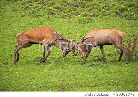 Red deer, cervus elaphus, fight during the rut. 50361778