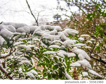 Snow covered leaves 50361960