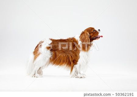 Spaniel is playing on the white background 50362191