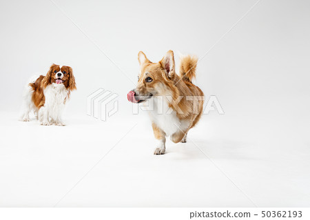 Spaniel is playing on the white background 50362193