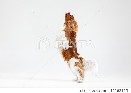 Spaniel is playing on the white background 50362195