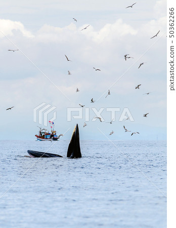 Bryde's whale, Eden's whale, Eating fish at gulf Bryde's whale, Eden's whale, Eating fish at gulf 50362266