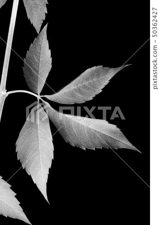 Autumn grapes leaves (Parthenocissus quinquefolia 50362427