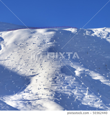 Off-piste slope with little fir after snowfall at 50362440
