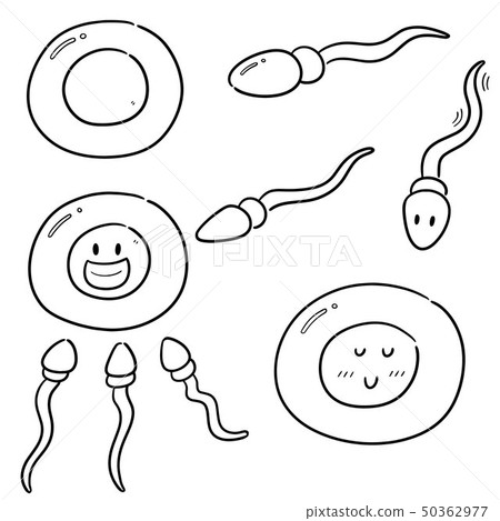 vector set of sperm and egg vector set of sperm and egg 50362977