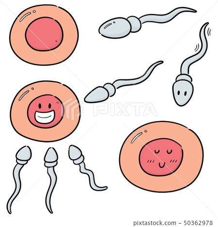 vector set of sperm and egg 50362978