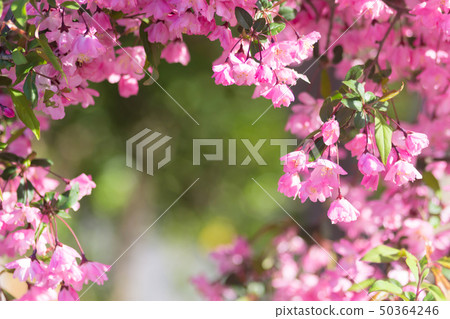 花中花 花中花 50364246