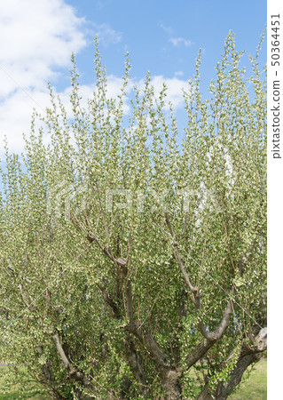 Flowering thrush tree 50364451