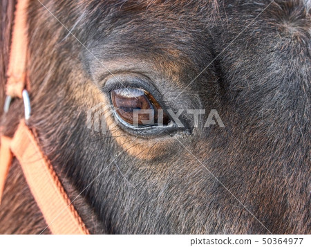Head of horse with halter. Brown horse Head of horse with halter. Brown horse 50364977