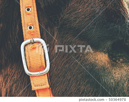 Horse with  Moon Blindness lost eye 50364978