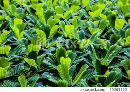 Water lettuce or Pistia stratiotes, nile cabbage, shellflower. Water lettuce or Pistia stratiotes, nile cabbage, shellflower. 50365350