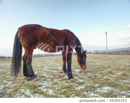 Brown horse on farm pasture grazing. Brown horse on farm pasture grazing. 50365353