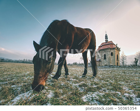 Farm meadow for horses at church or chapel. Farm meadow for horses at church or chapel. 50365354