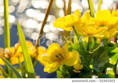 Bright yellow Caltha flowers on green leaves Bright yellow Caltha flowers on green leaves 50365803