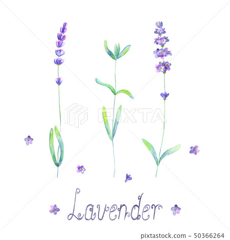 Lavender flowers, leaves plants purple green Lavender flowers, leaves plants purple green 50366264