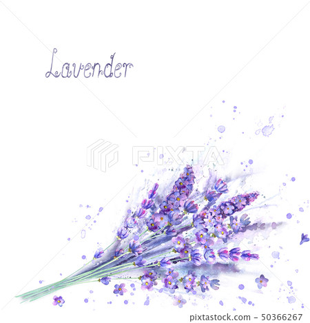 Watercolor lavender bouquet. Lavender flowers. Watercolor lavender bouquet. Lavender flowers. 50366267