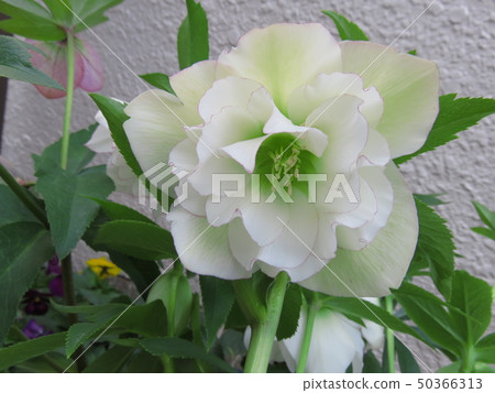 Christmas rose 50366313