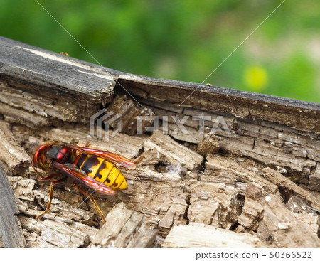 Big Wasp - Vespa crabro Big Wasp - Vespa crabro 50366522