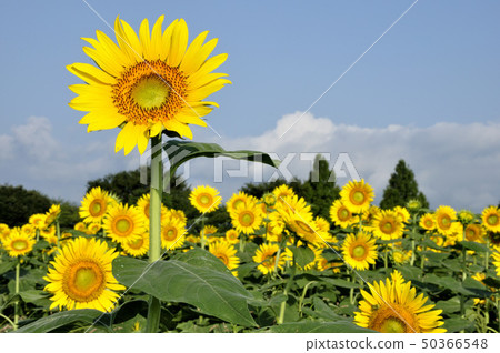 向日葵 50366548