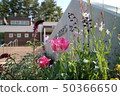 Atsugi Base Japan-US Friendship Spring Festival 2019 50366650