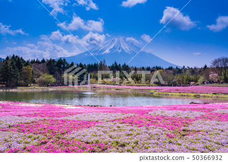 （山梨縣）Fuji Shiba Sakura Festival富士山 50366932