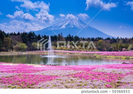 (山梨縣)Fuji Shiba Sakura Festival富士山 (山梨縣)Fuji Shiba Sakura Festival富士山 50366933
