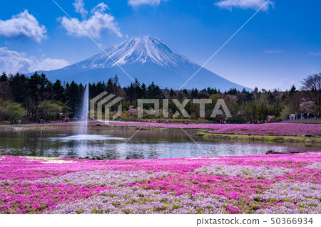 （山梨縣）Fuji Shiba Sakura Festival富士山 50366934