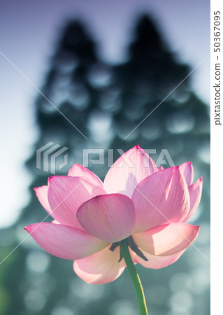 蓮花 蓮花 50367095
