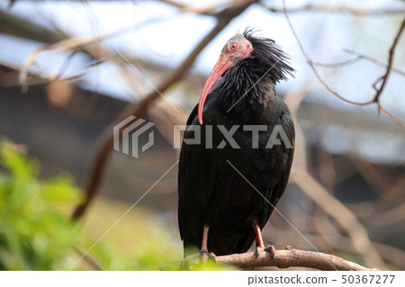 北方禿鹮 北方禿鹮 50367277