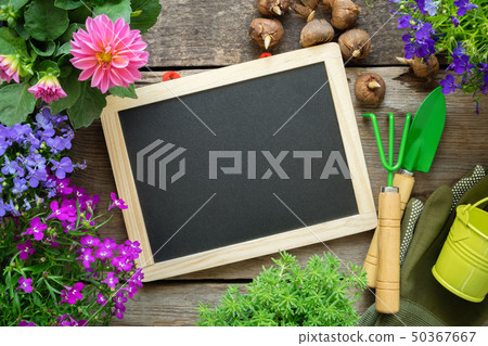 Empty blackboard, seedlings of garden flowers. 50367667