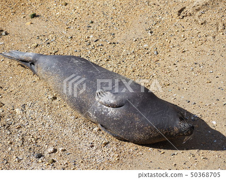 A nap of a sea lion 50368705