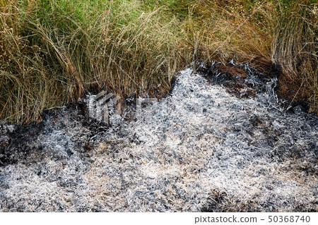 Ash, rice field 50368740