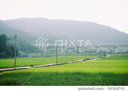 Rice field, rural area, Geoje city, Gyeongnam 50368741
