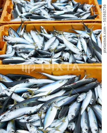 Mackerel, fishing boat, fishing village, Geoje city, Gyeongnam 50368756