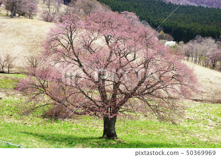 Nishizoo範圍的小山櫻花 Nishizoo範圍的小山櫻花 50369969