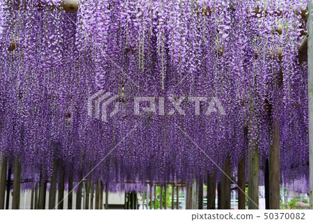 A large black tree with beautiful wisteria flowers in full bloom A large black tree with beautiful wisteria flowers in full bloom 50370082