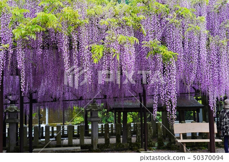 與美麗的紫藤的一棵大黑樹在盛開開花 50370094