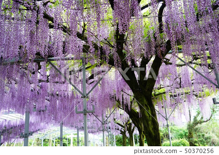 山田的紫藤盛開著美麗的紫藤花 50370256