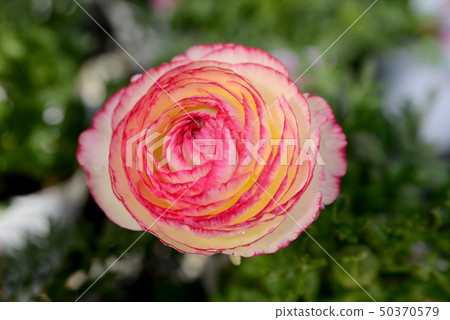 Ranunculus 50370579
