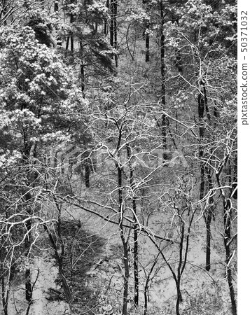 Winter landscape in the forest 50371032