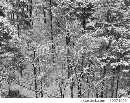 Winter landscape in the forest 50371033